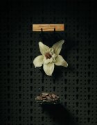 Beviro Honkatonk Vanilla Beard Oil олио за брада 30 мл.