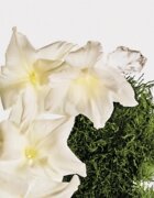 Calvin Klein CK Cotton Musk Парфюмирана мъгла за тяло и коса унисекс 100 мл.
