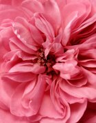 Chantecaille Rose Makeup Remover деликатна вода за премахване на грим 75 мл.