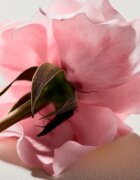 Chloé тоалетно мляко за тяло за жени 200 мл.