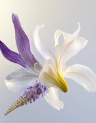 Darphin Éclat Sublime Rejuvenating Repair Cream регенериращ крем за стягане на кожата 50 мл.