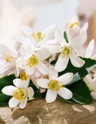 Dolce&Gabbana Your Devotion Eau de Parfum Intense парфюмна вода intense за жени 30 мл.