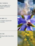 Elemis Pro-Collagen Marine Oil масло за лице против бръчки 15 мл.