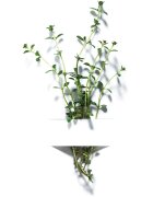Garnier Bio Thyme разкрасяващ тонер за лице 150 мл.