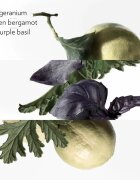 Hermes Colognes Collection Eau de Basilic Pourpre одеколон унисекс 100 мл.