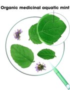 Klorane Organic Mint почистващ детоксикиращ шампоан за нормална коса 200 мл.