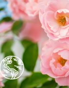 Le Petit Marseillais Bio Wild Rose освежаващ душ гел 250 мл.