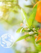 Le Petit Marseillais Organic Orange Blossom крем душ гел 400 мл.