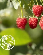 Le Petit Marseillais Raspberry BIO & Peony крем душ гел 250 мл.