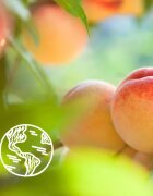 Le Petit Marseillais White Peach Bio & Nectarine Bio нежен душ гел 400 мл.