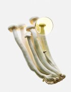 Loewe Earth Elixir парфюмна вода унисекс 50 мл.