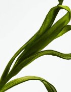 Loewe Esencia подаръчен комплект за мъже
