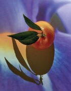 Loewe Solo Elixir парфюмна вода за мъже 50 мл.