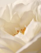 Moroccanoil L'Originale Eau de Parfum парфюмна вода за жени 60 мл.