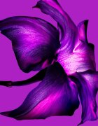 Mugler Alien Extraintense парфюмна вода за жени 30 мл.