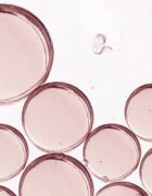 Omorovicza Queen Serum подмладяващ серум за лице 30 мл.
