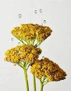 Origins Plantscription™ Multi-Powered Youth Serum подмладяващ серум за лице 50 мл.
