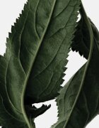 Reminiscence Le Patchouli Elixir парфюмна вода унисекс 100 мл.