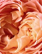 Reminiscence Rose Tentation парфюмна вода унисекс 50 мл.
