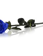 RoseAmor Blue стабилизирана роза стрък 1 бр.