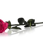 RoseAmor Fuchsia стабилизирана роза стрък 30 см 1 бр.