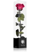 RoseAmor Fuchsia стабилизирана роза стрък 30 см 1 бр.