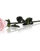 RoseAmor Pink стабилизирана роза стрък 30 см 1 бр.