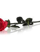 RoseAmor Red стабилизирана роза стрък 30 см 1 бр.