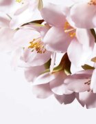 Shiseido White Lucent Illuminating Micro-Spot Serum изсветляващ серум против пигментни петна 50 мл.