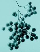 Tiffany & Co. Intense парфюмна вода за жени 75 мл.