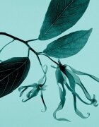 Tiffany & Co. Sheer тоалетна вода за жени 50 мл.