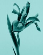 Tiffany & Co. Sheer тоалетна вода за жени 50 мл.