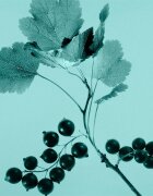 Tiffany & Co. Sheer тоалетна вода за жени 75 мл.