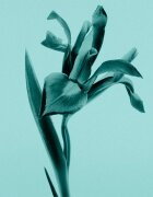 Tiffany & Co. Sheer тоалетна вода за жени 75 мл.