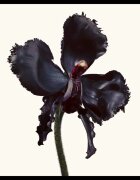 Tom Ford Black Orchid Reserve парфюм унисекс 50 мл.