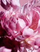 Viktor & Rolf Flowerbomb Pretty Peony парфюмна вода за жени 30 мл.