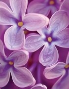 Yankee Candle Lilac Blossoms ароматна свещ Signature 110 гр.