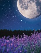 Yankee Candle Midsummer's Night Midsummer’s Night ароматна свещ Signature 110 гр.