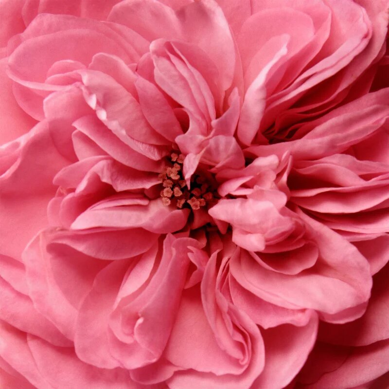 Chantecaille Rose de Mai Eye Lift околоочен крем с лифтинг ефект против подпухвания 15 мл.
