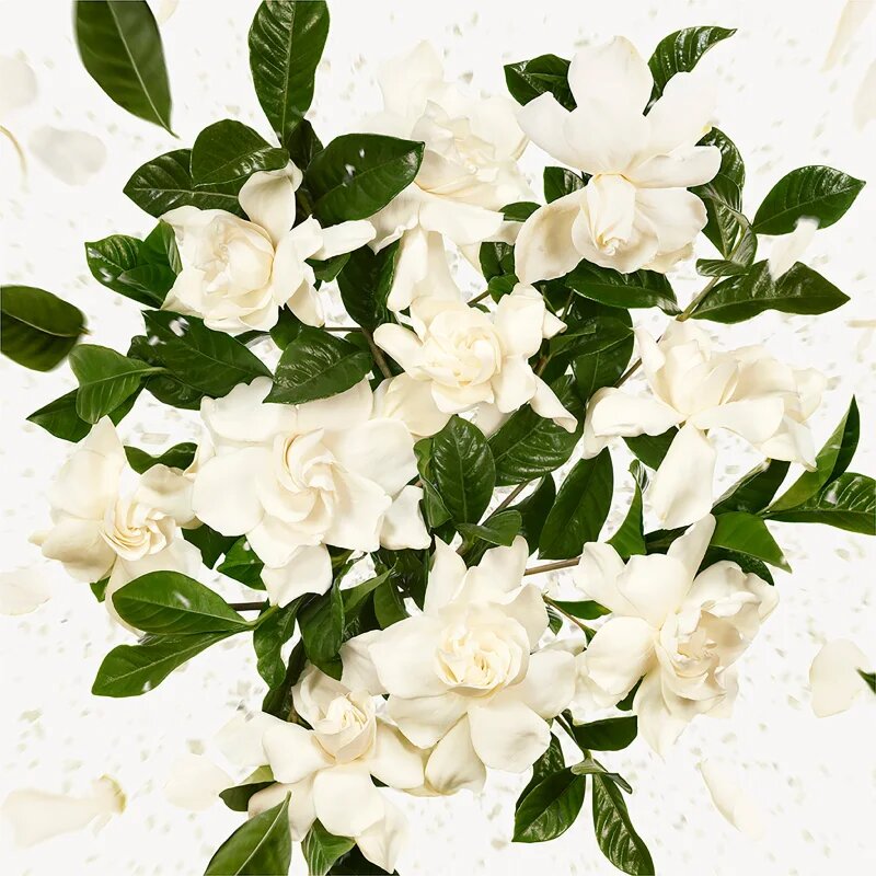Gucci Flora Gorgeous Gardenia парфюмна вода сменяема за жени Refill 150 мл.