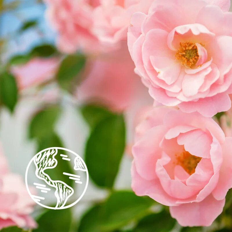 Le Petit Marseillais Bio Wild Rose освежаващ душ гел 250 мл.