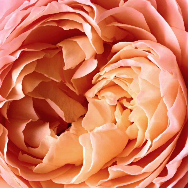 Reminiscence Rose Tentation парфюмна вода унисекс 50 мл.