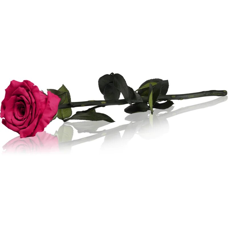 RoseAmor Fuchsia стабилизирана роза стрък 30 см 1 бр.