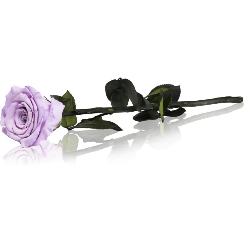 RoseAmor Lila стабилизирана роза стрък 30 см 1 бр.