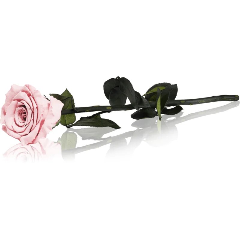 RoseAmor Pink стабилизирана роза стрък 30 см 1 бр.