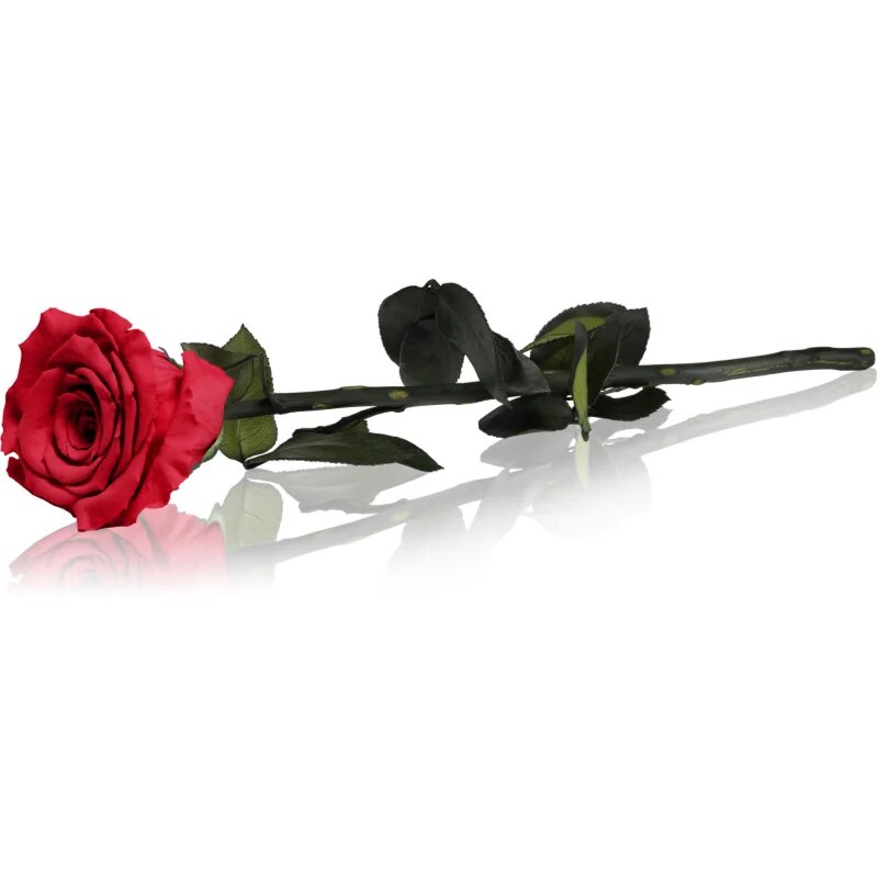 RoseAmor Red стабилизирана роза стрък 30 см 1 бр.