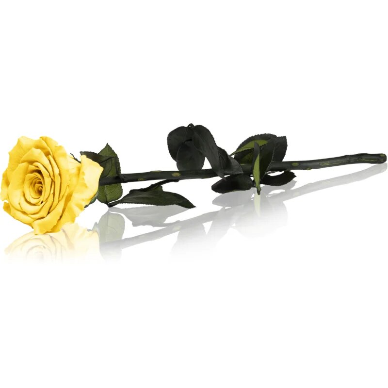 RoseAmor Yellow стабилизирана роза стрък 30 см 1 бр.