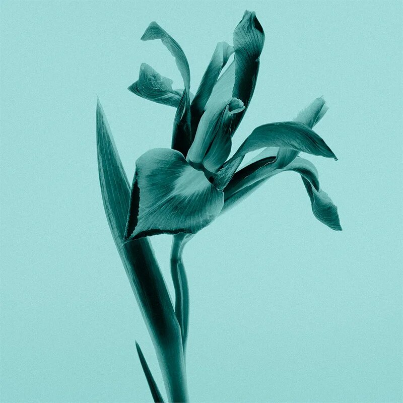 Tiffany & Co. Intense парфюмна вода за жени 75 мл.