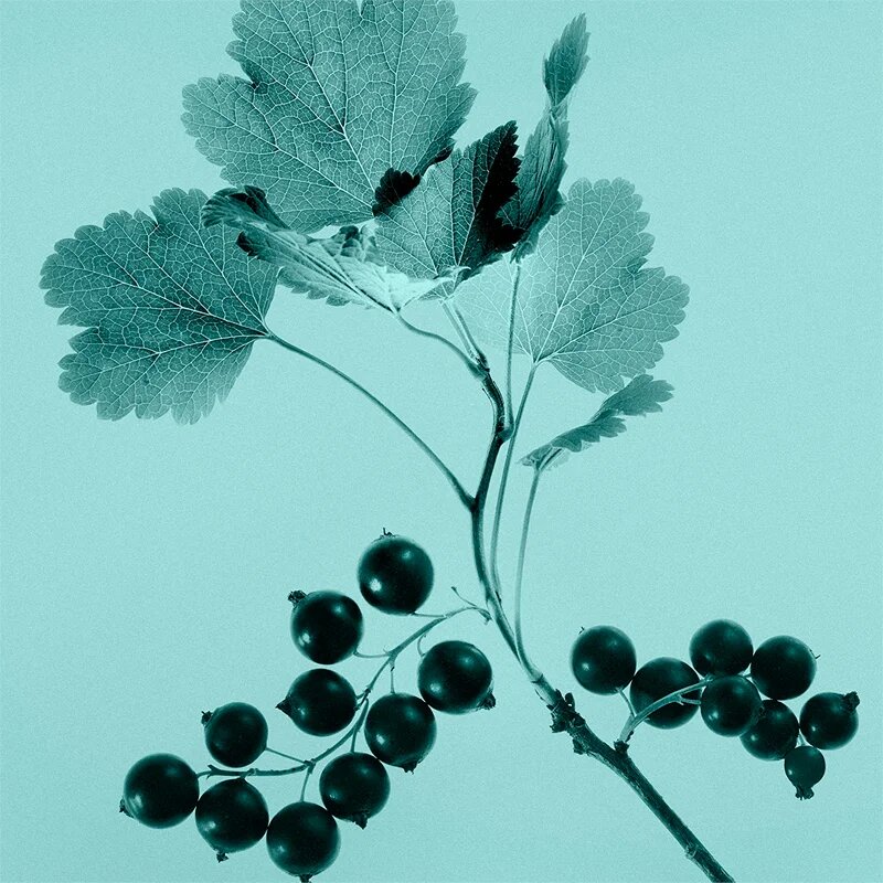 Tiffany & Co. Sheer тоалетна вода за жени 30 мл.
