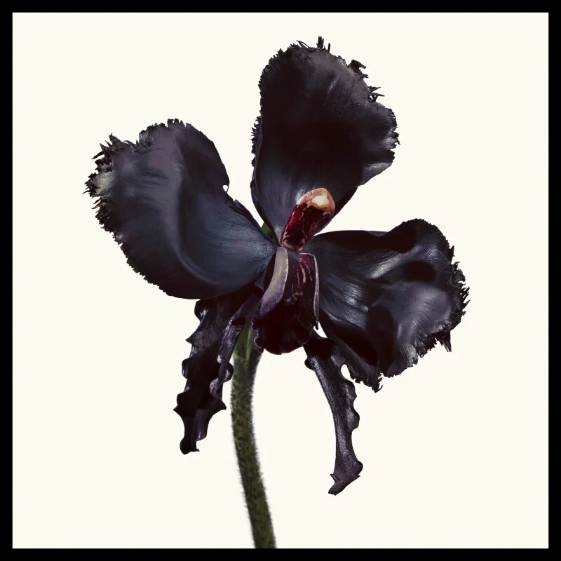 Tom Ford Black Orchid Reserve парфюм унисекс 50 мл.